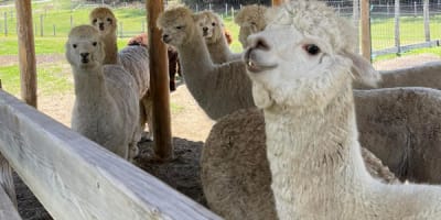 domaine_alpagas_essencia_1