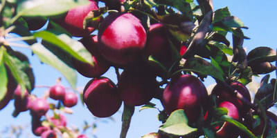 domaine_leduc_piedimonte_1