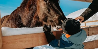 elevage_de_lessard_1_h