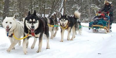 expedition_wolf_inc_1