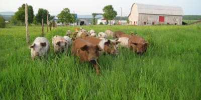 ferme_des_hautes_terres_1