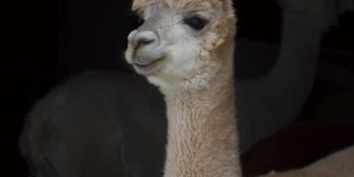 ferme_fibres_et_compagnie___les_alpagas_daldo_1