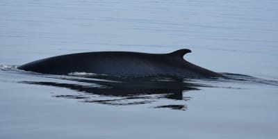 groupe_de_recherche_et_deducation_sur_les_mammiferes_marins_gremm_1
