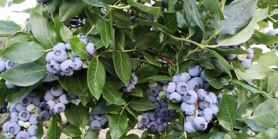 jardin_fruitier_1