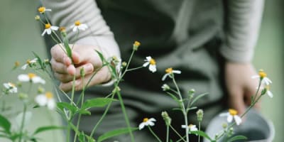 jardins_atsenti_auarata_les_1