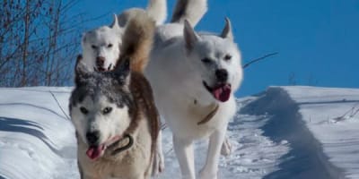 la_reine_et_le_millionnaire_1_h