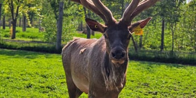 la_vallee_du_wapiti_1
