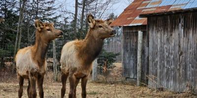 la_vallee_du_wapiti_1_p