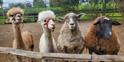 larche_de_zoe_mini_ferme_educative_1