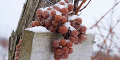 le_chemin_du_terroir_1_h