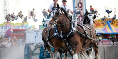 les_expositions_agricoles_du_quebec_5