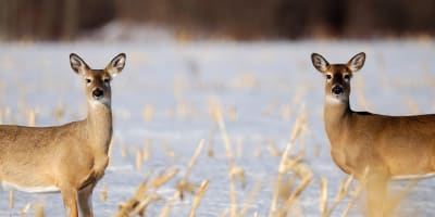 marais_leon_provancher_1_h