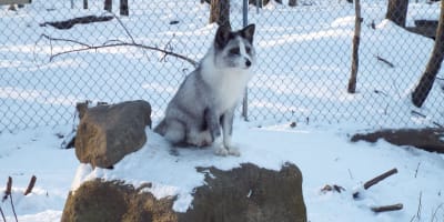 musee_de_la_biodiversite_du_quebec_1_h