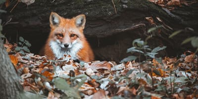 parc_du_mont_royal_1_a