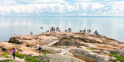 parc_marin_du_saguenaysaint_laurent_1