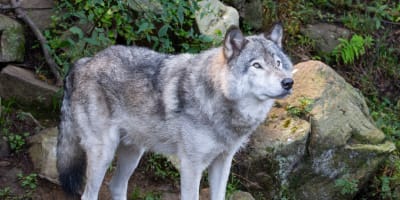 parc_omega_1