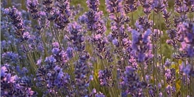 passion_lavande_1
