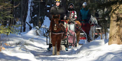 poney_des_neiges_1