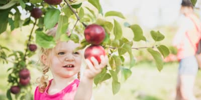 potager_mont_rouge_halte_gourmande_1_a
