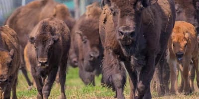 terre_des_bisons_1