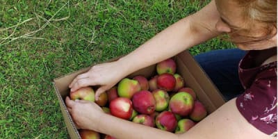 verger_trois_pommes_1