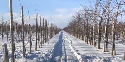 vergers_denis_charbonneau_1_h