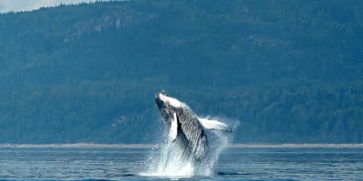 viens_voir_les_baleines_1