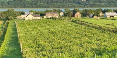 vignoble_domaine_lange_gardien_1