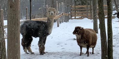 zoo_animation_estrie_1_h