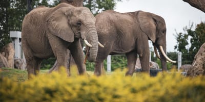 zoo_de_granby_1