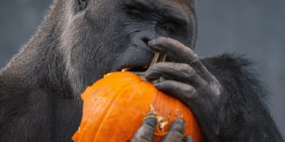 zoo_de_granby_1_a