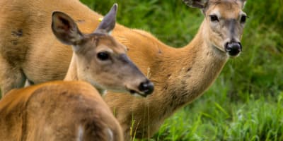 zoo_ecomuseum_1_a