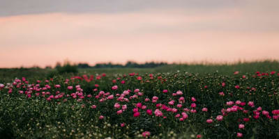 Champ de pivoines.