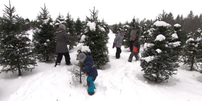Family Christmas tree picking.
