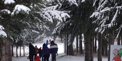 Family walk in the forest. 