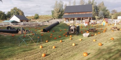 Pumpkins field at Plantations Stéphan Perreault.