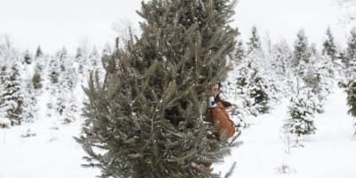 Plantations Stéphan Perreault.