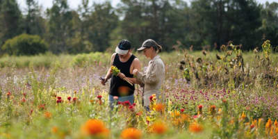 A wildflower field.