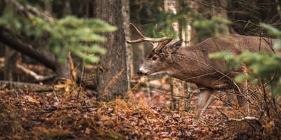 Un cerf à la Réserve faunique de Papineau-Labelle.