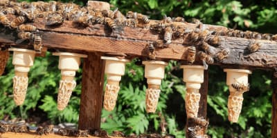 A beehive.