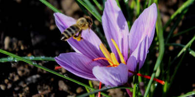 Une abeille et une fleur au Safran Nordique.