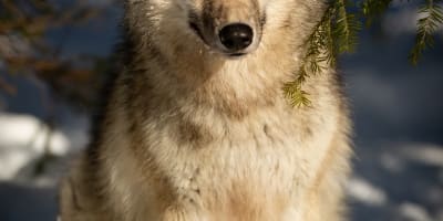 Wolf Sanctuary LUPO - A wolf is seated on snow