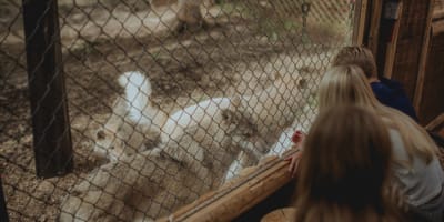 Wolf Sanctuary LUPO - Three crouching people interact with three wolves behind a fence