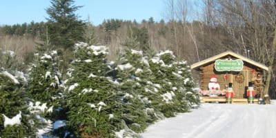 Fir trees and wooden cabin. 