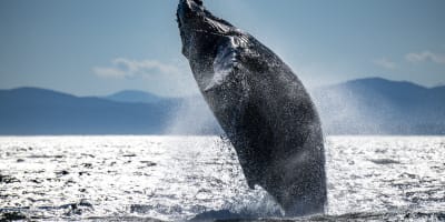 Côte Nord Baleines