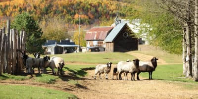 Moutons à l'automne,.