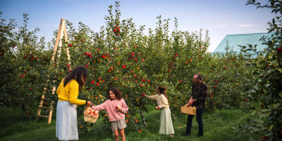 A family picking apples in an orchard.