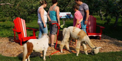 Family and alpacas in the orchard.