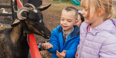 Enfants observant une chèvre au verger. 