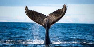 Viens voir les baleines
